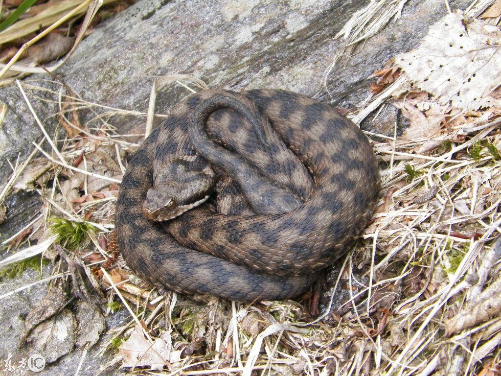 吉林,东北璀璨的绿宝石之光